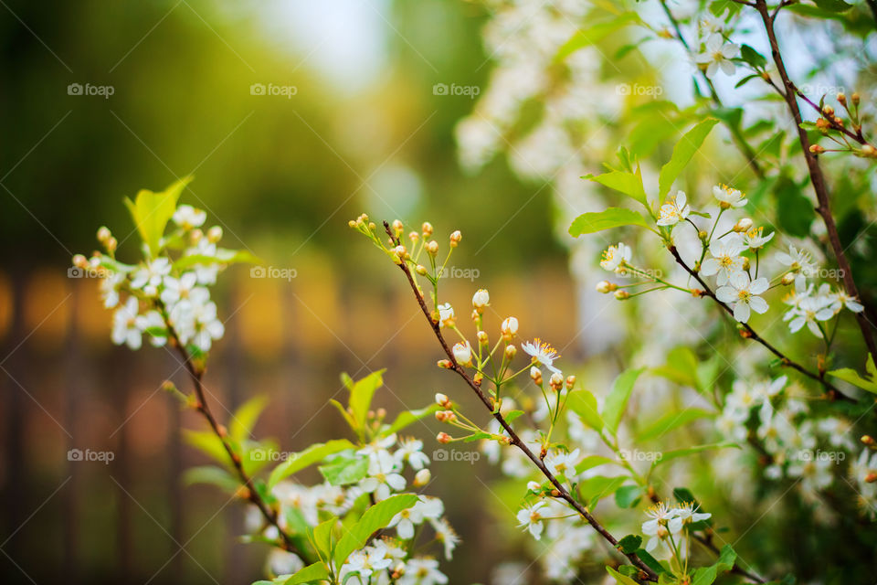 Cherry trees flowers