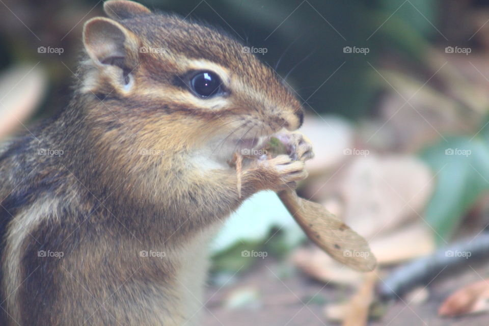 Chipmunk eating 