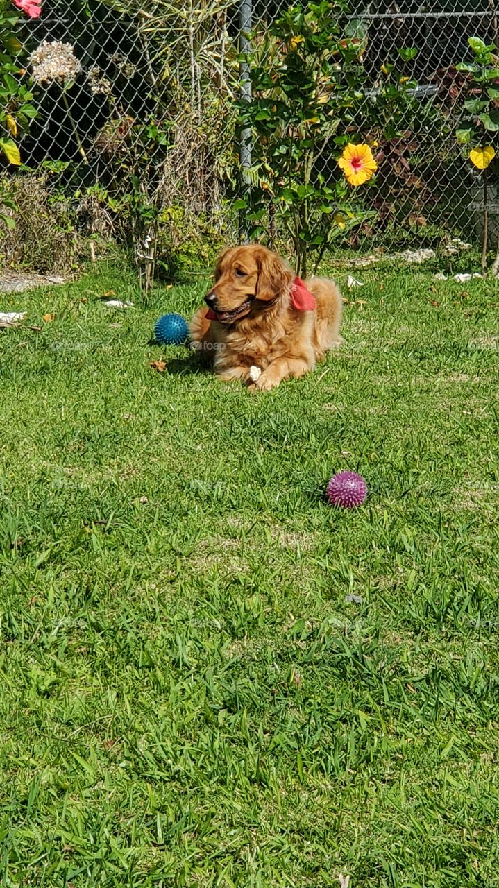 my cute golden retriever