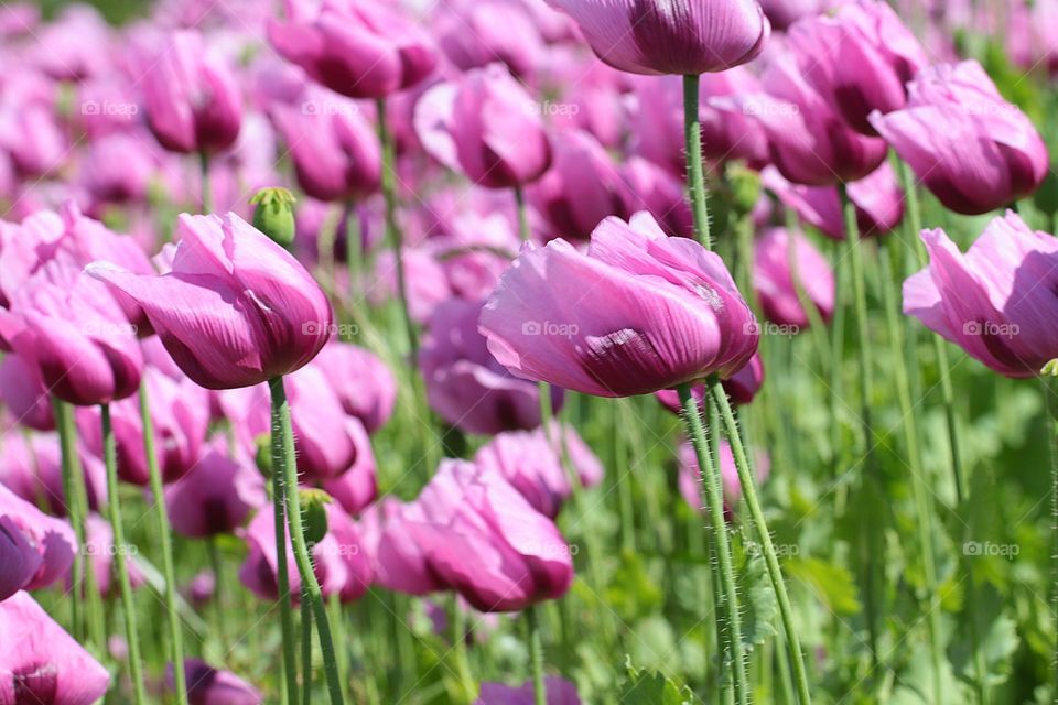 rosa Mohnblütenfeld