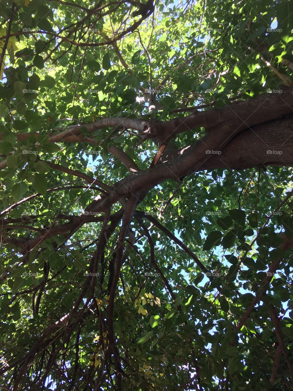 Tree, Wood, Leaf, No Person, Branch