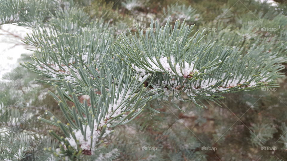 snow on pine needles
