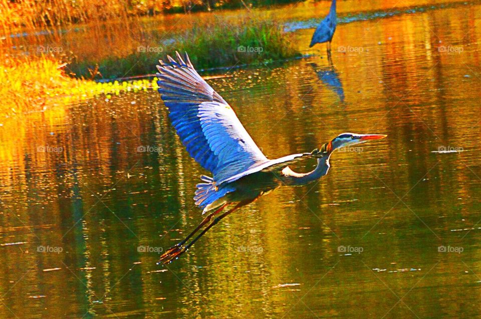 Wings at sunset