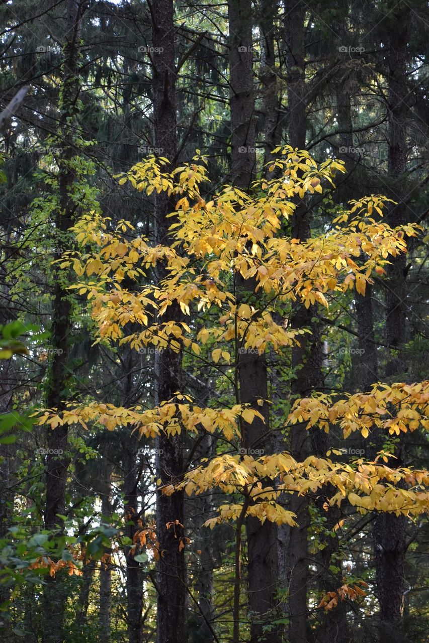 A yellow tree shines bright amongst the pines
