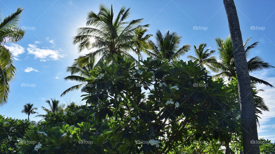 Fiji Palm Trees