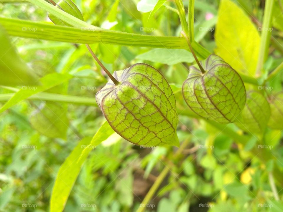 Green fruit on the garden