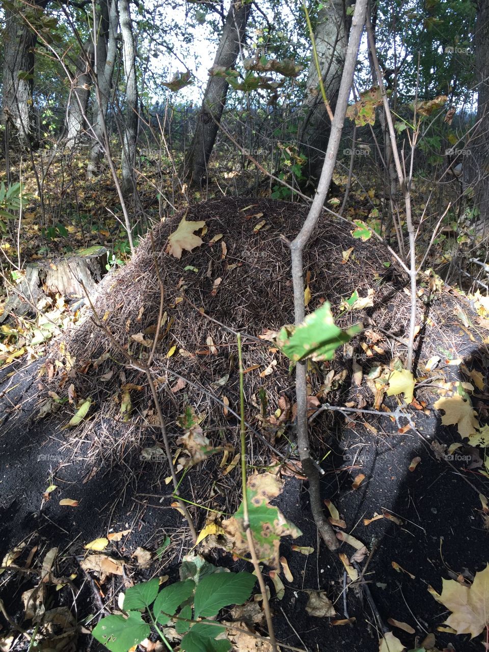 what a huge anthill built tiny ants