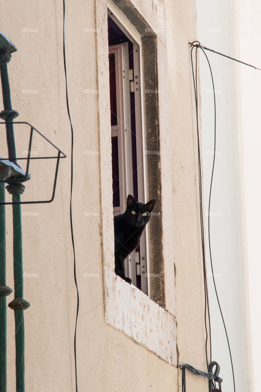 Black cat in the window 