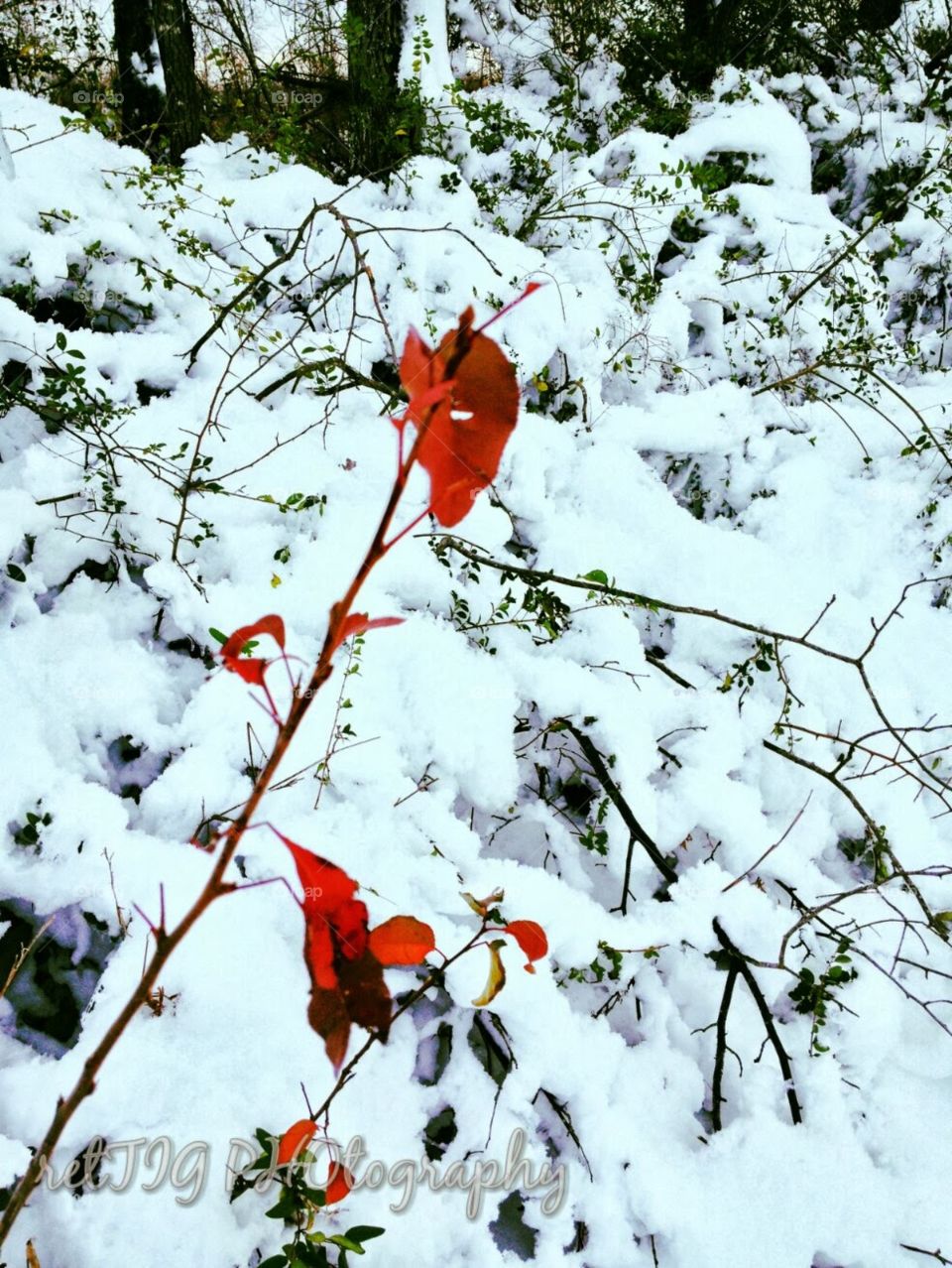 Bright red leaves stand out during a December snow in central Arkansas