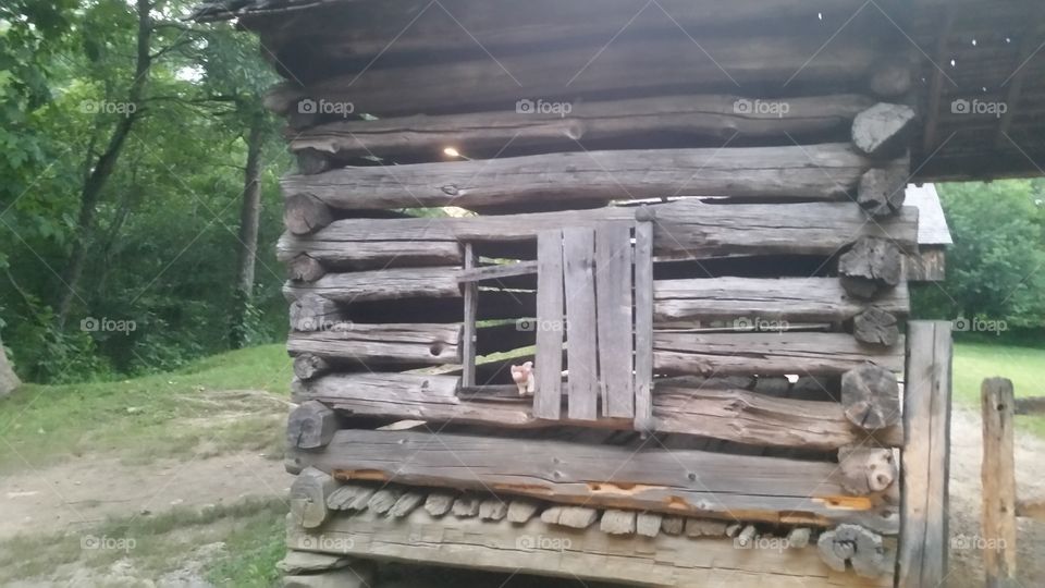 Pigglett hanging out with what may have been a window cades Cove Tennessee