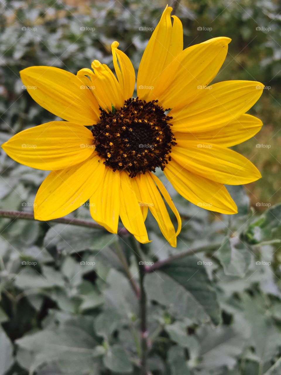 Sunflower 🌻 
