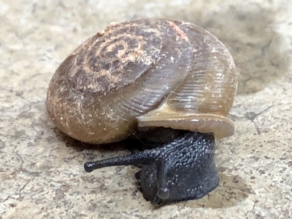 This little snail, securely curled in his spiral shell home, looks for succulent garden fare on cement slab-