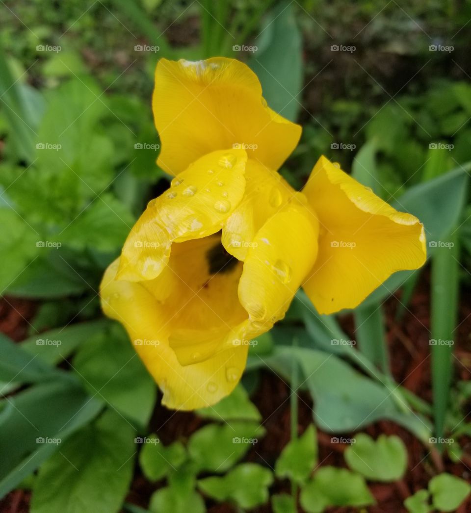 Tulips in the Garden