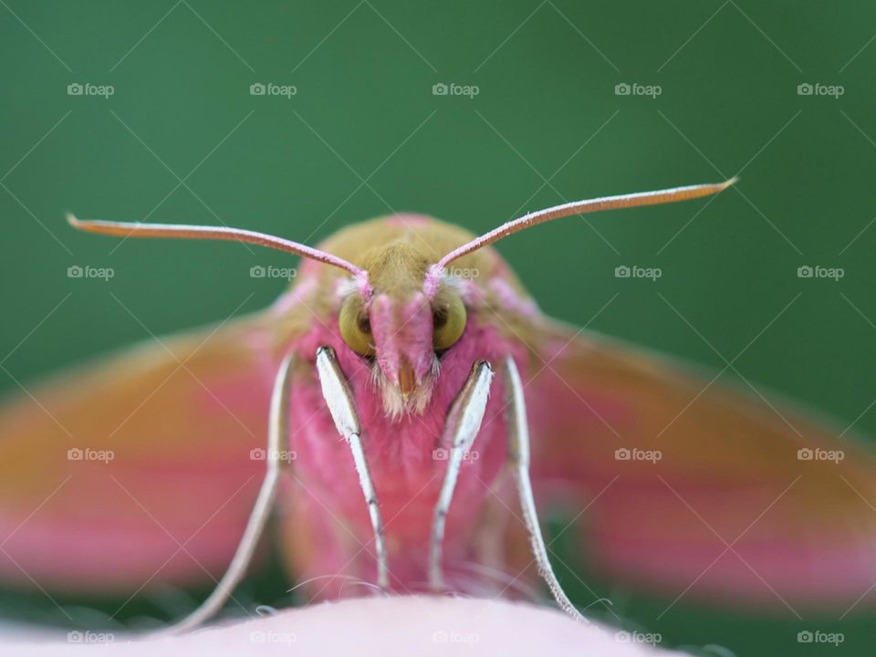 Extreme close-up of elephant hawk moth