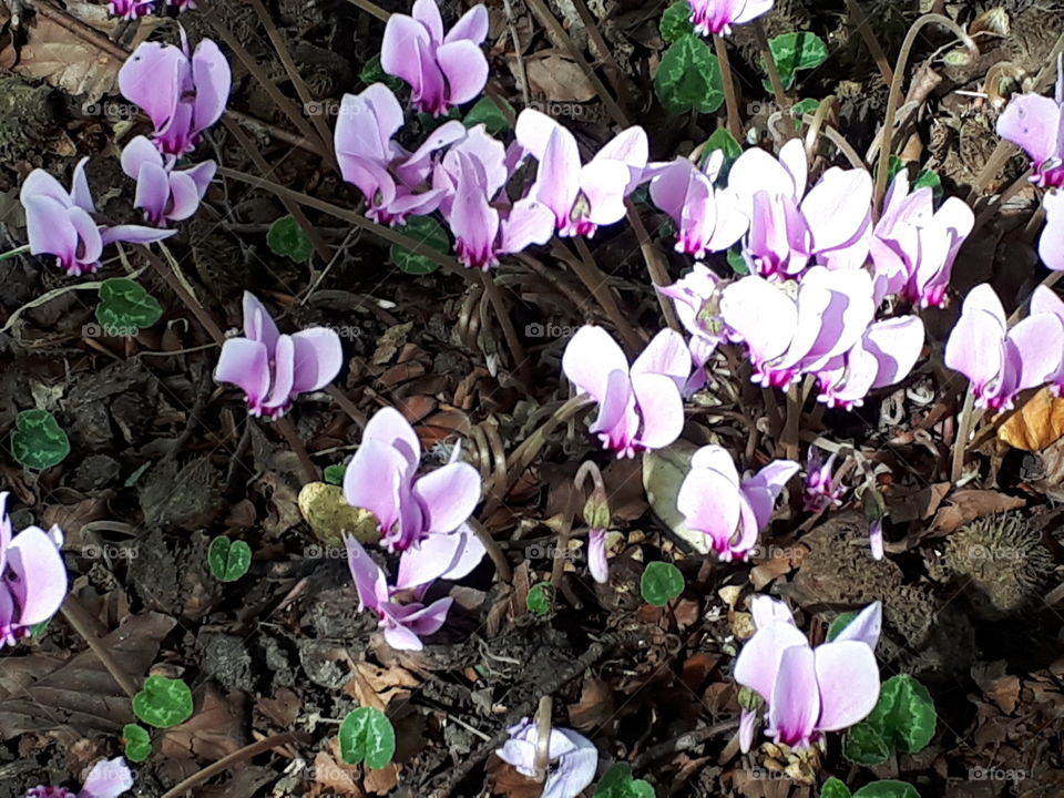 Wild Pink Cyclamen