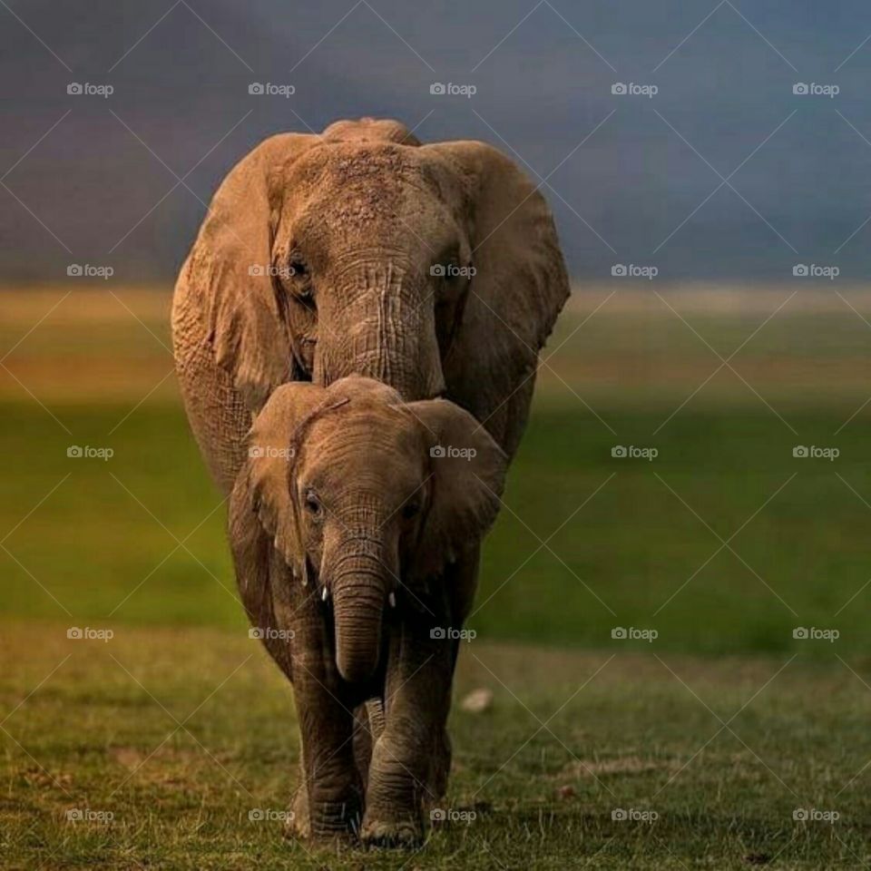 More  Elephants