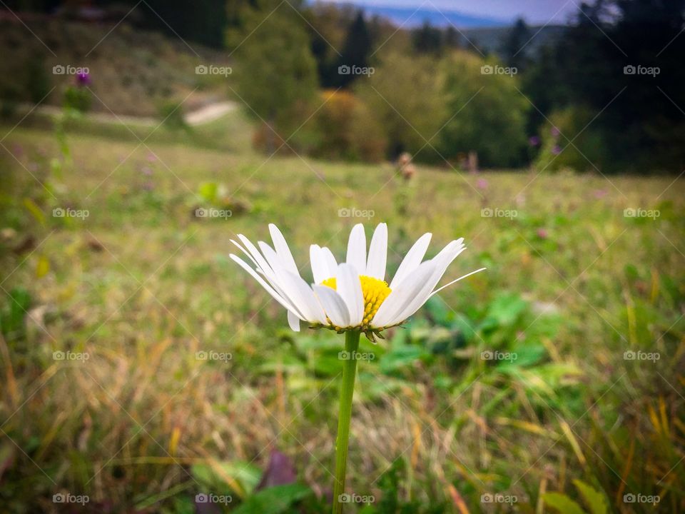 Wild daisy flower on the field with trees in the background