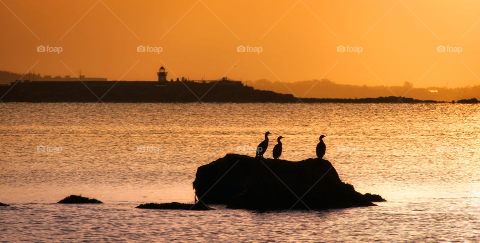 Three silhouetted birds standing on a rock in the ocean