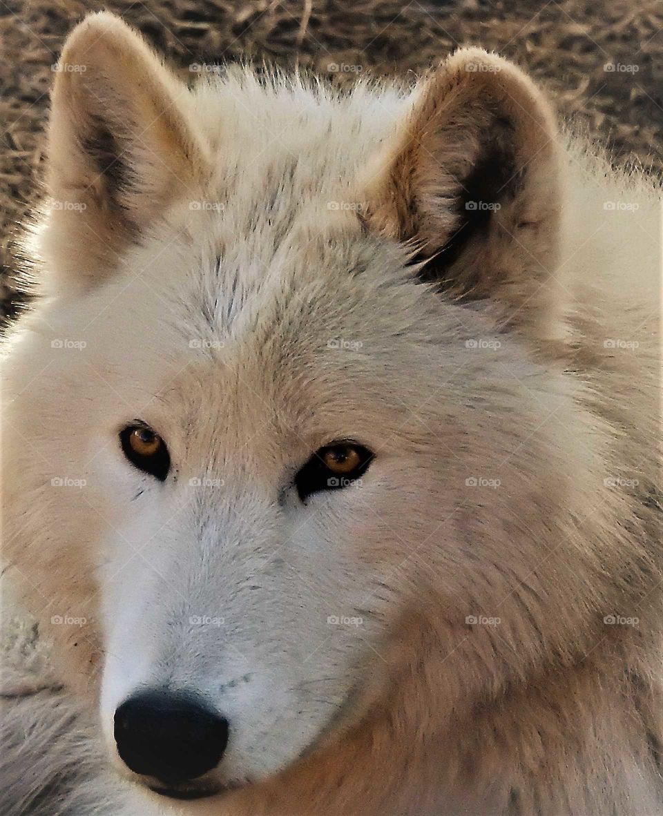 White Wolf