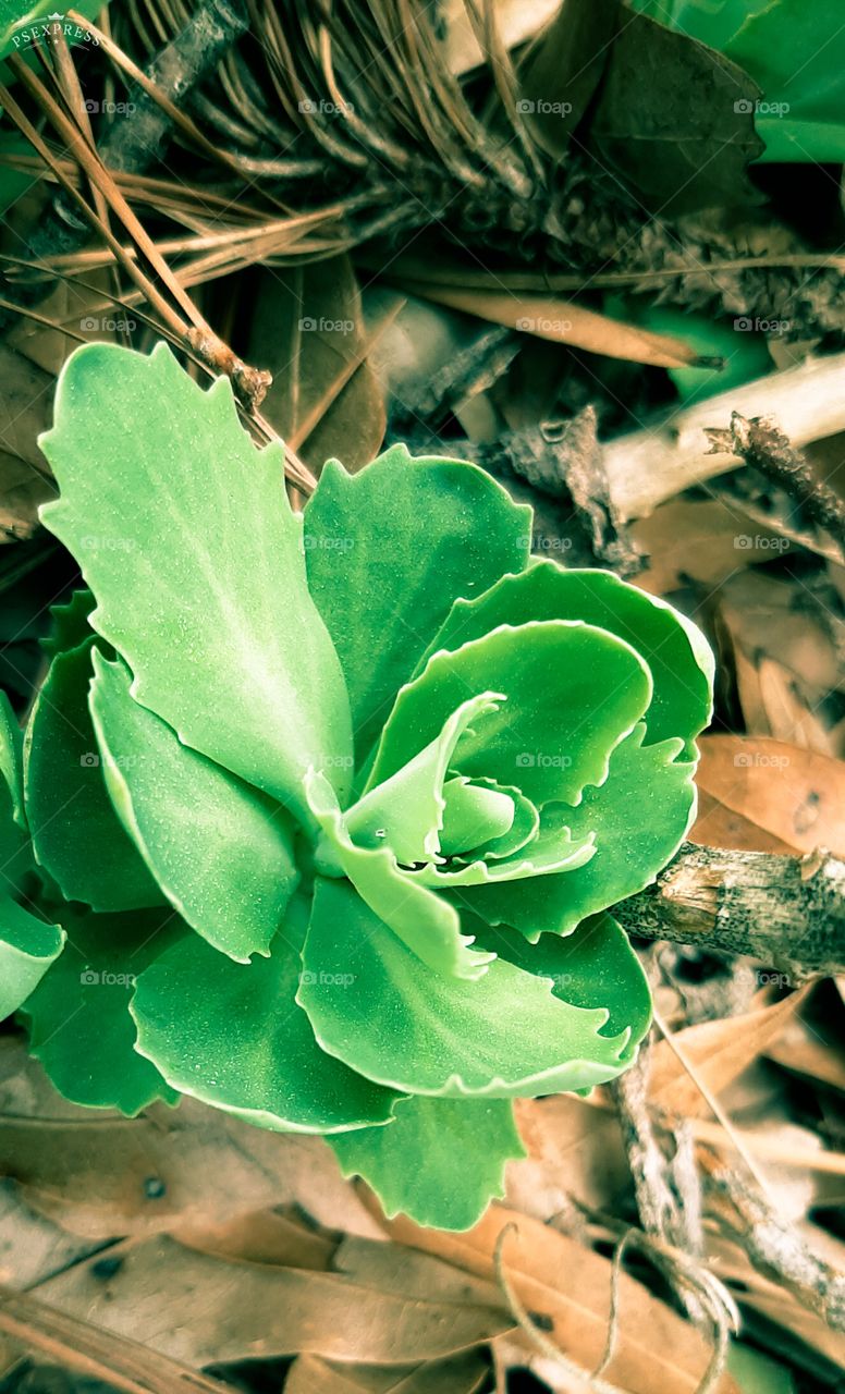 spring is popping up everywhere in the garden