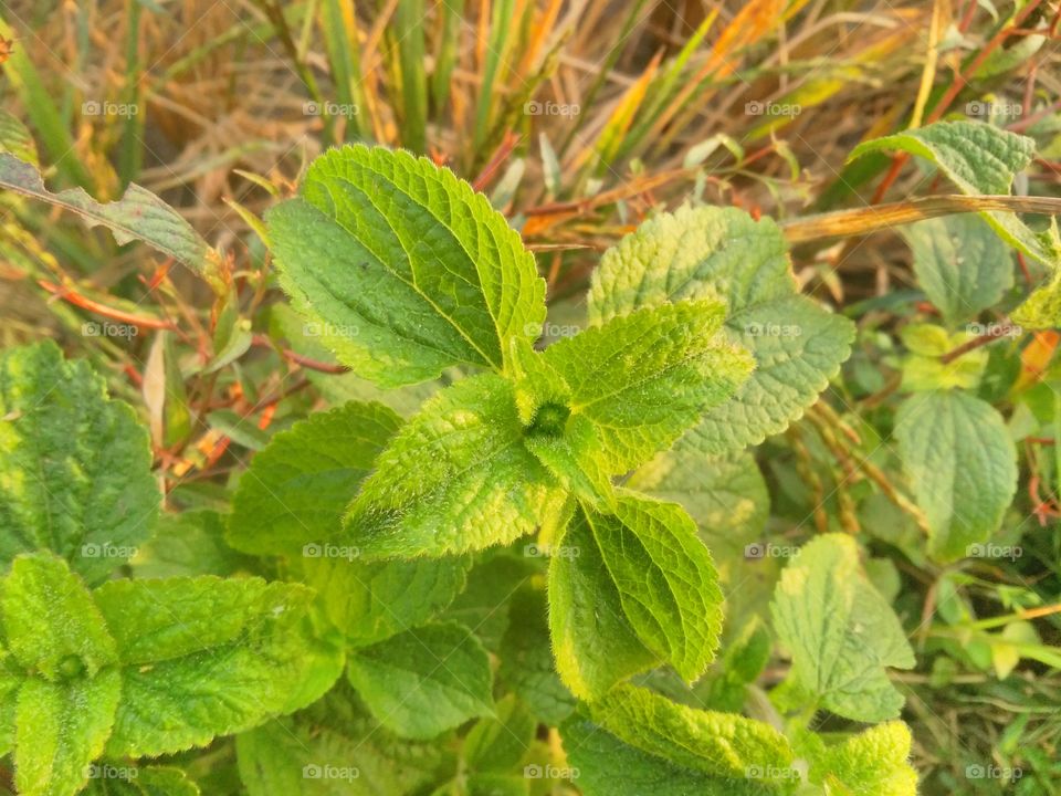 A small plant whose leaves seem very beautiful in appearance.
