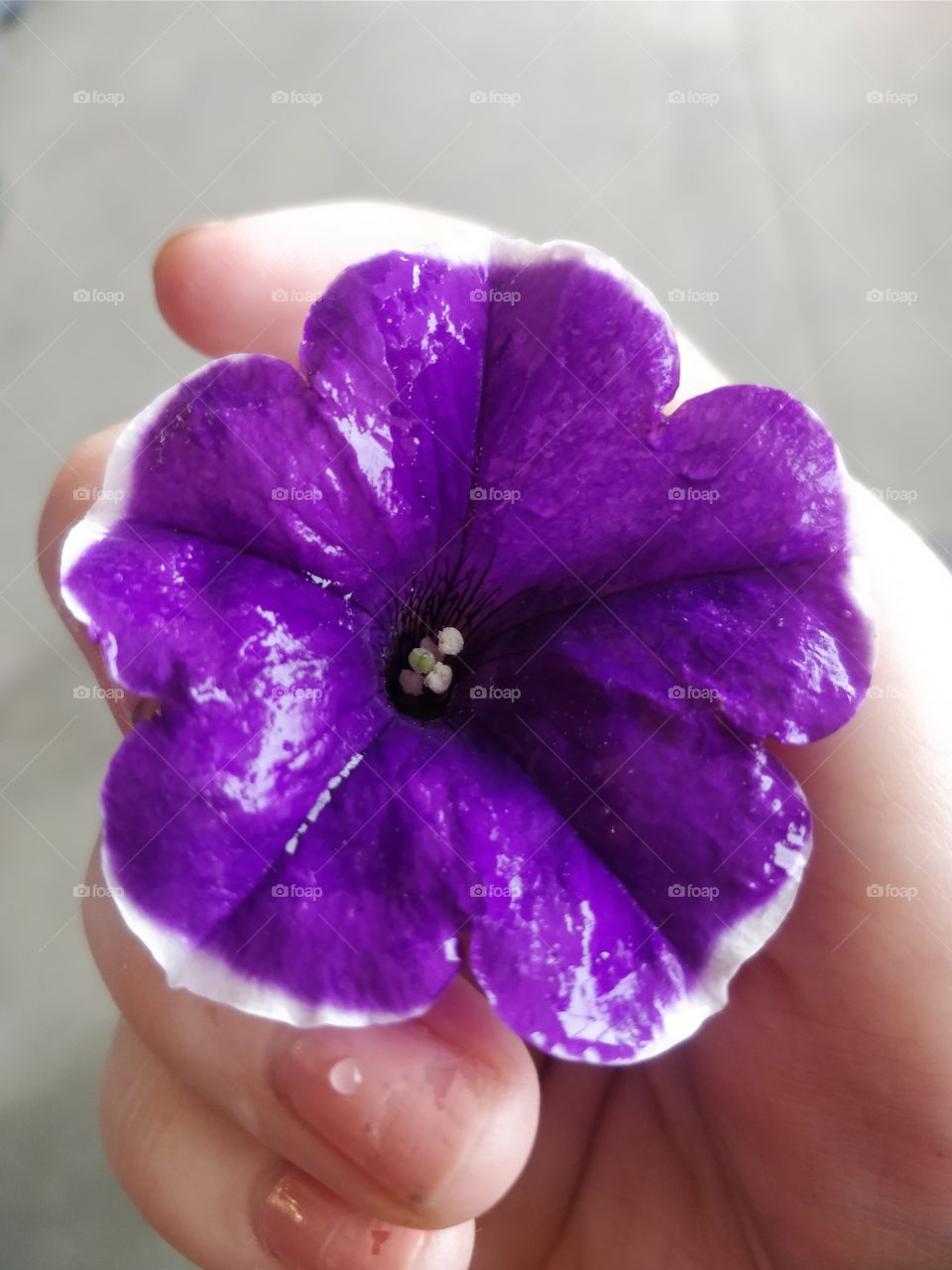 beautiful purple flower