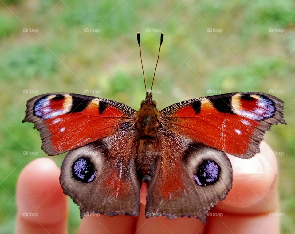 Butterflies are so beautiful, and the name of this one is Aglais io 🦋📷💚