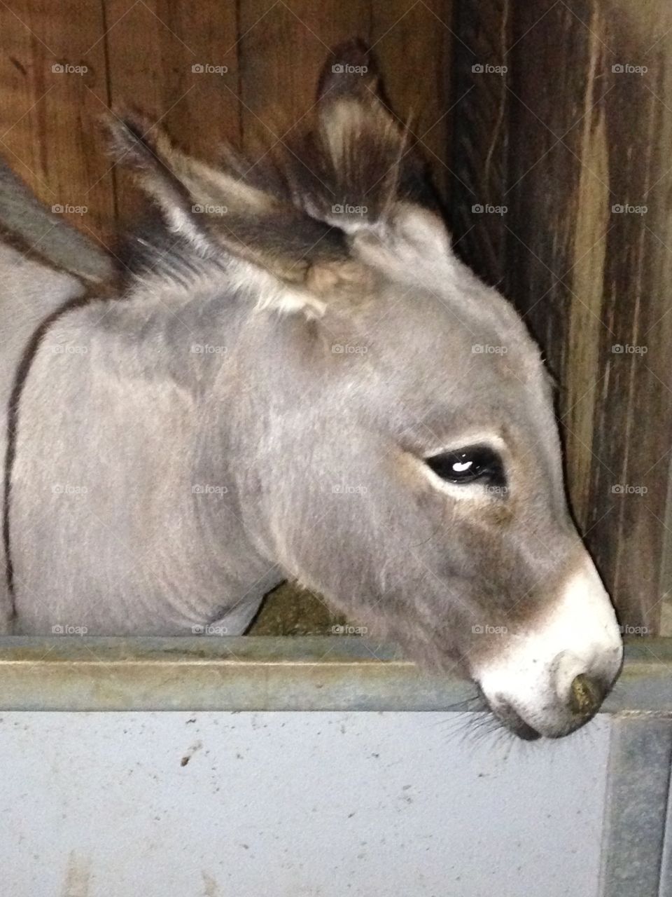 Donkey/mule