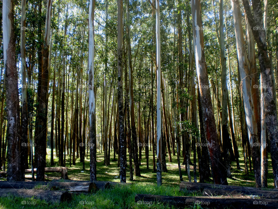 Group of long Tree's