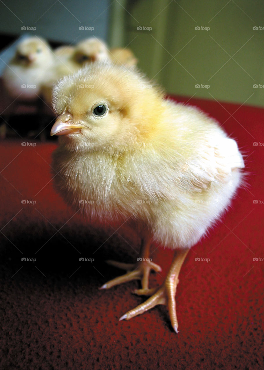 Close-up of baby chickens