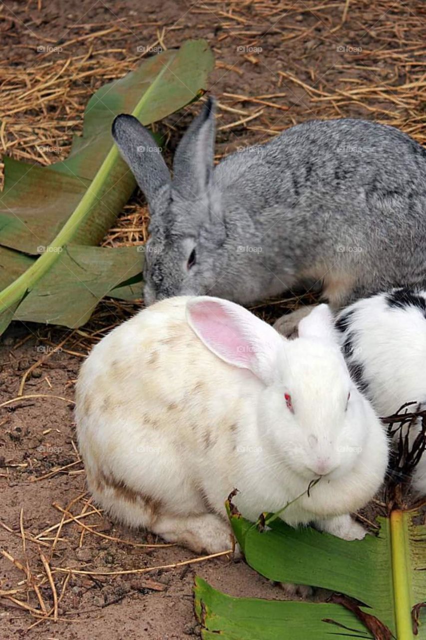 Rabbits Eating