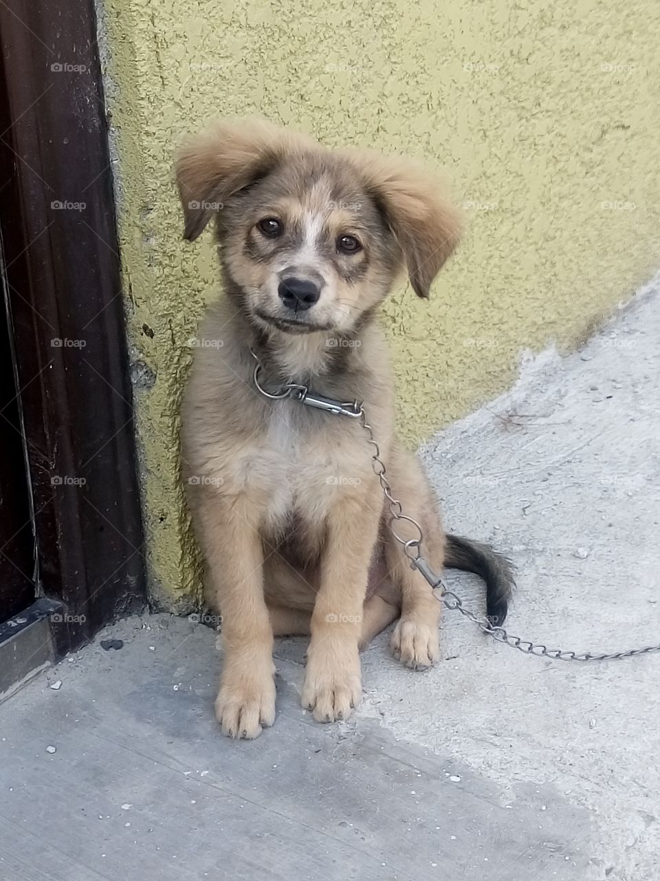 neighborhood 's puppy