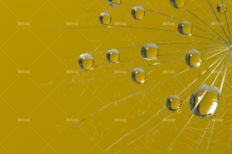 Dandelion seed with dew on a yellow background. dandelion with water drops