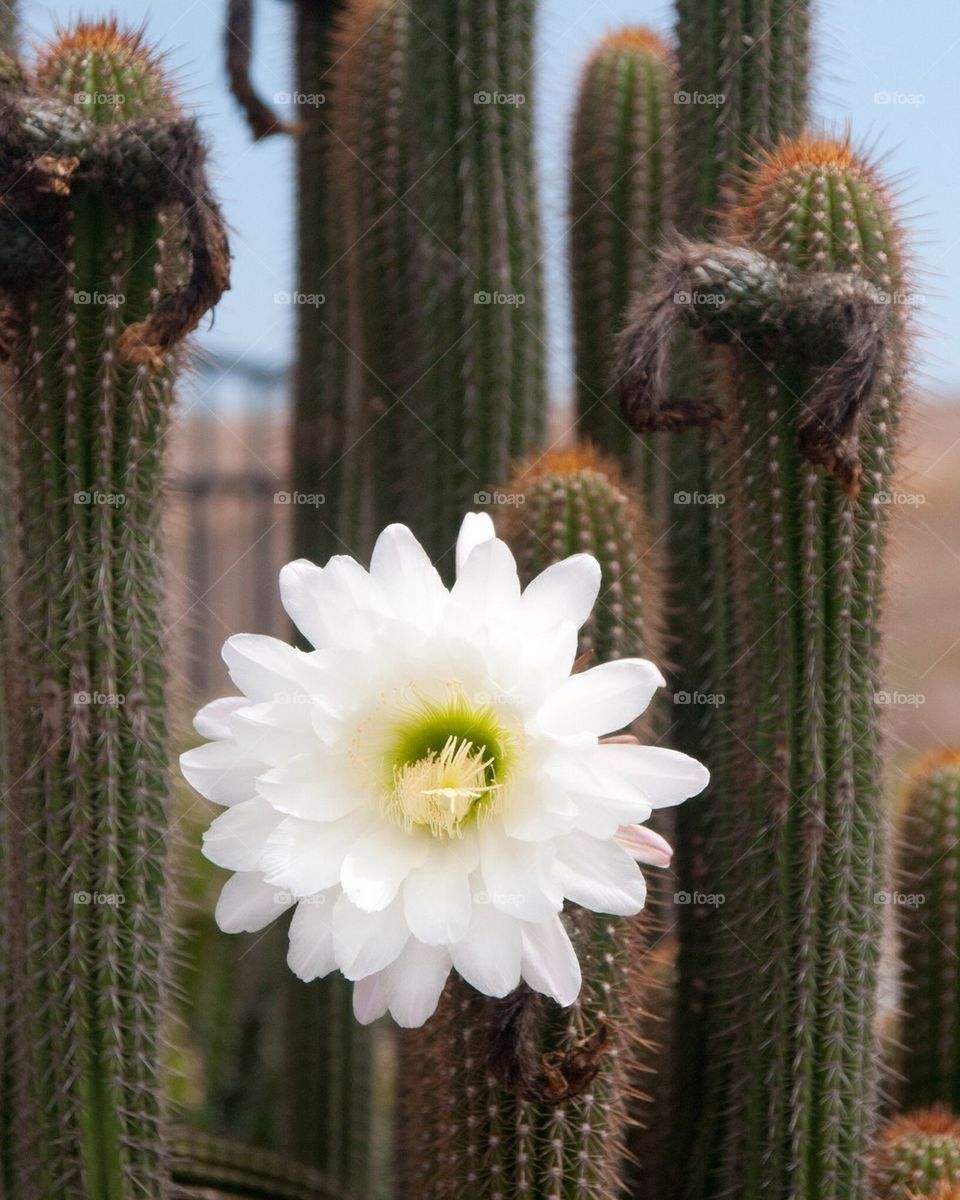 Cactus blossom Ctr