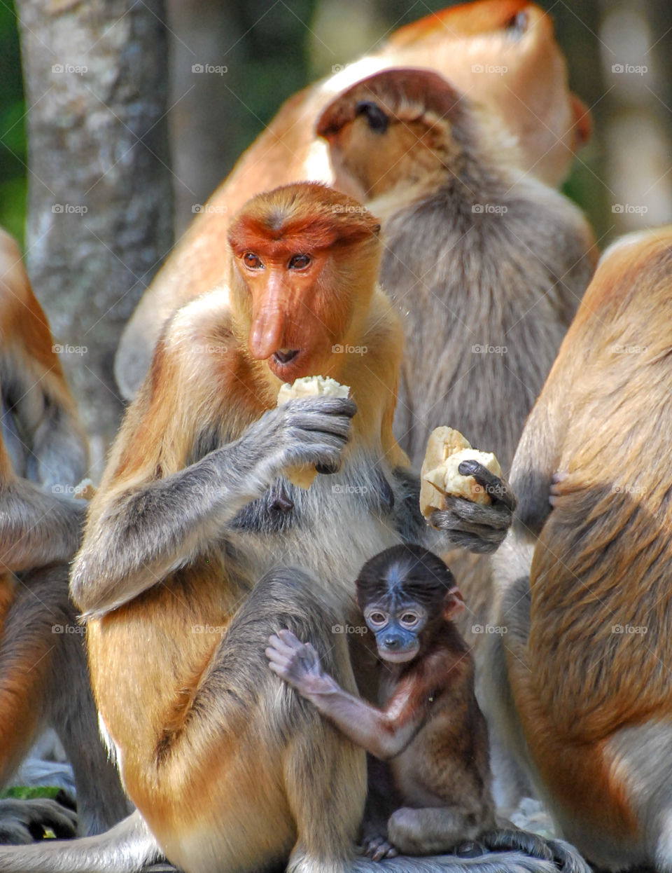 Proboscis monkey eating