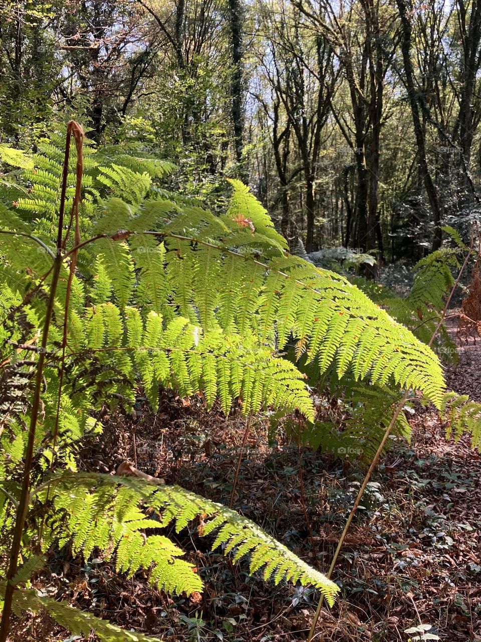 Green fern in magic forest