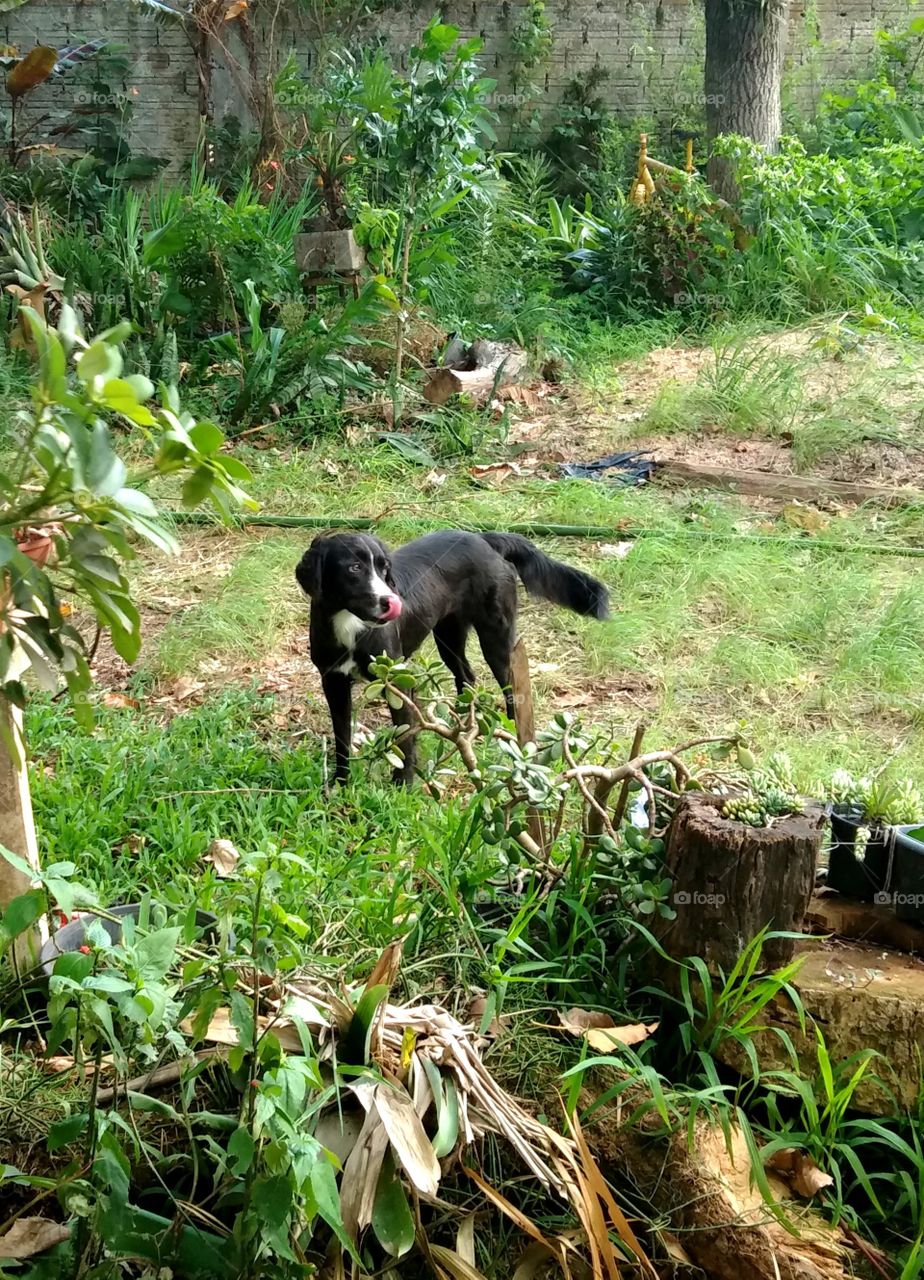 dog in nature