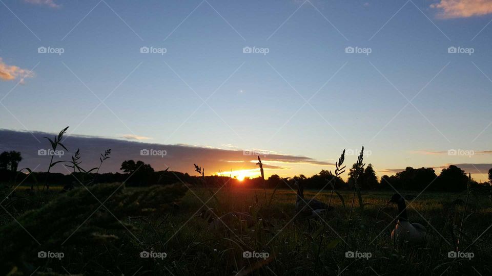 sunrise field
