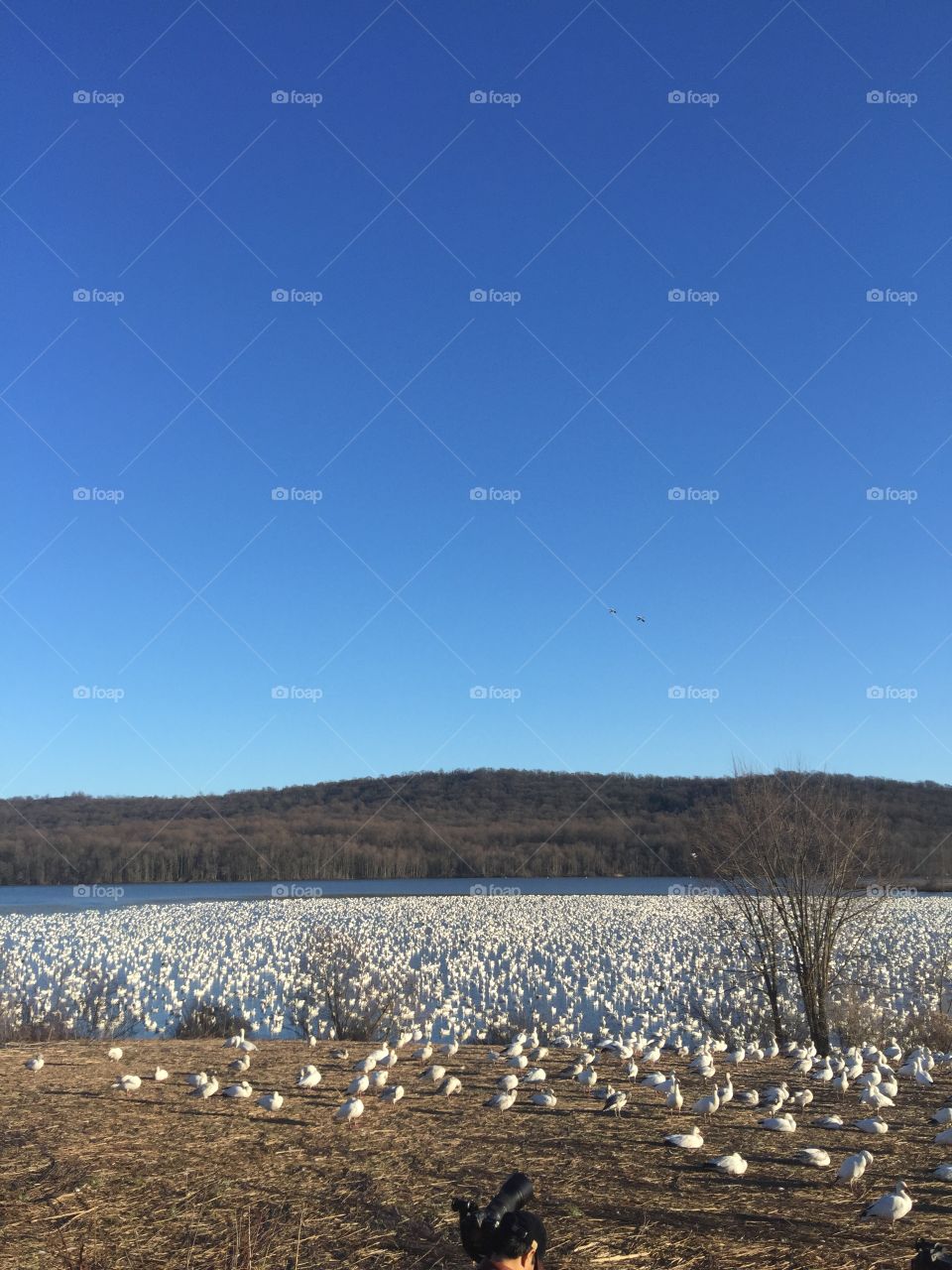 So many snow geese covering the lake looks like snow has fallen
