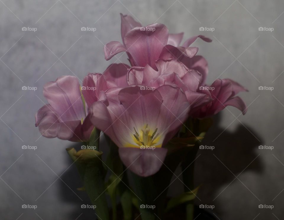 A dramatic portrait of a blooming pink tulip