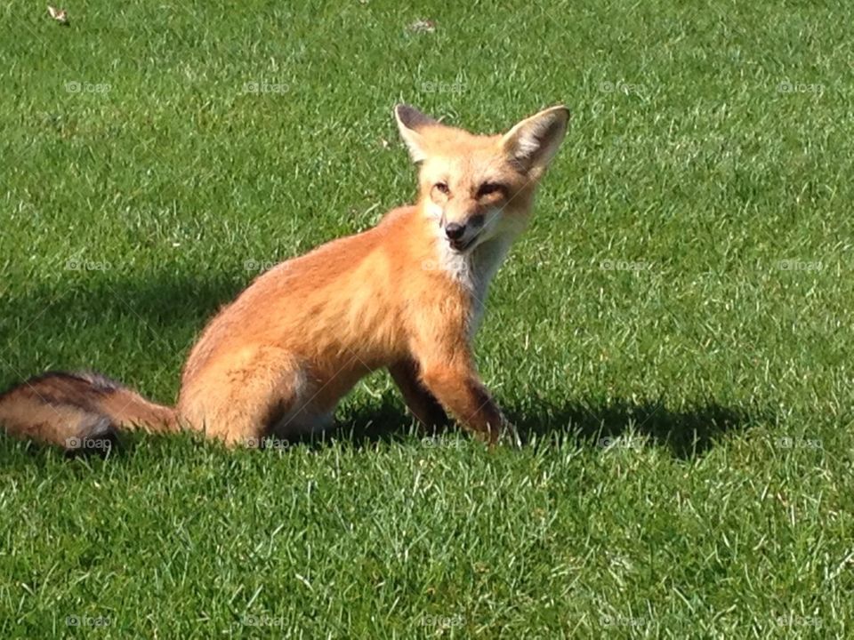 Fox on a golf course - 4
