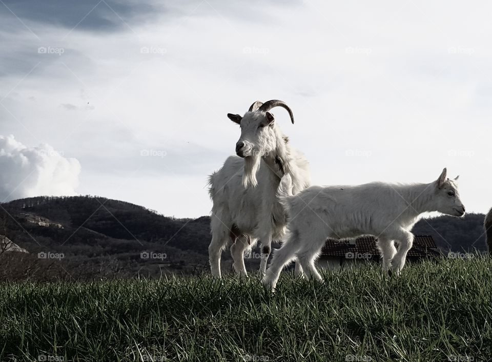Two  beautiful goats just chilling