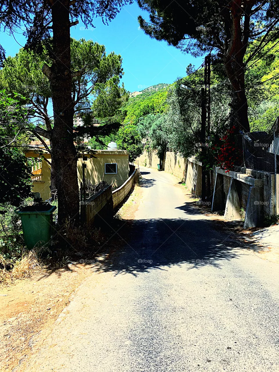 Road in Forest