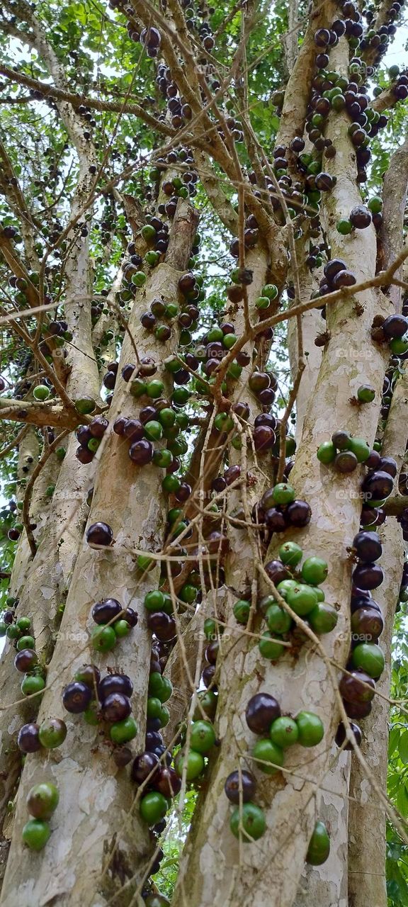 jabuticaba fruits