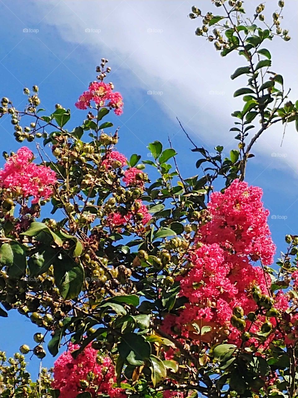 spring blooming in the trees