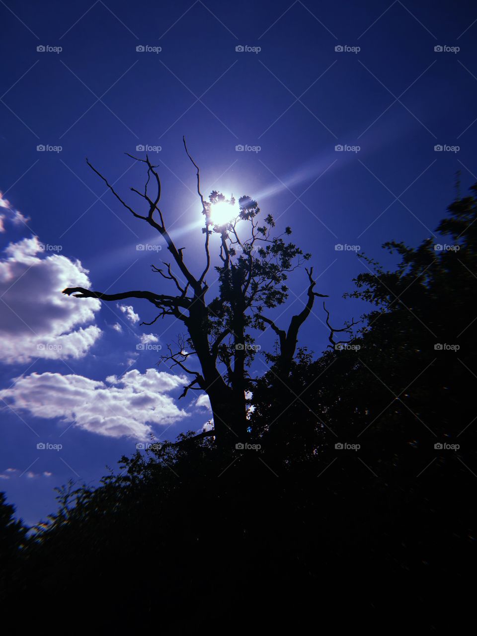 The staggering sun slightly blocked by an outreaching tree, grasping at the brilliant blue sky 