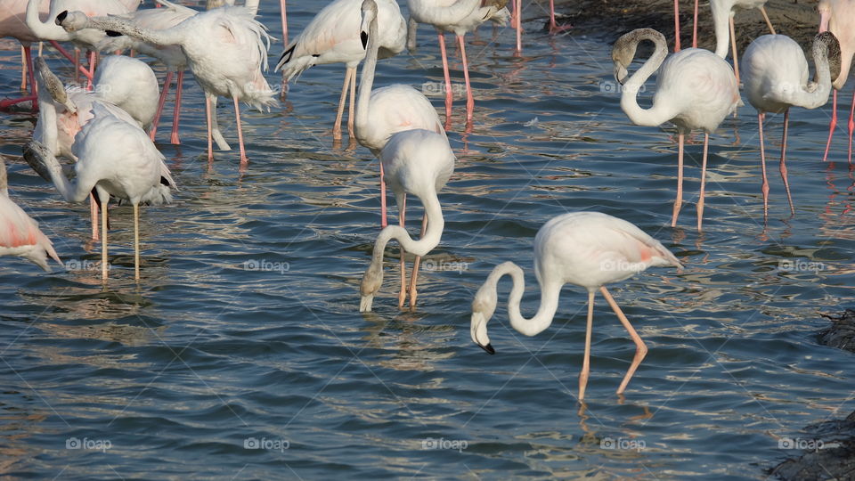 Flamingo sanctuary dubai