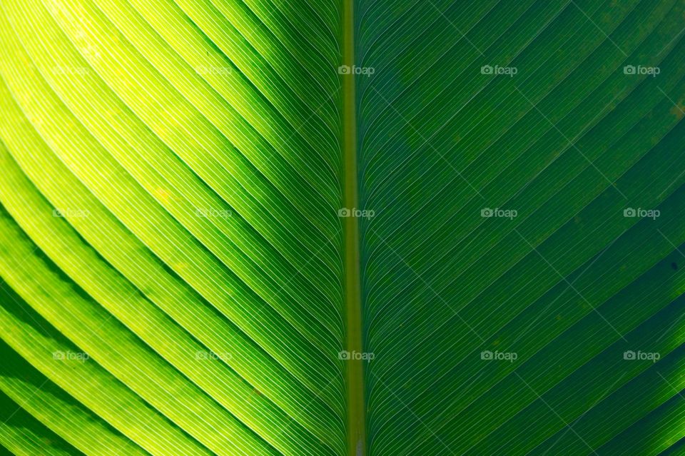 Green leaf texture of plant close up, Nature background