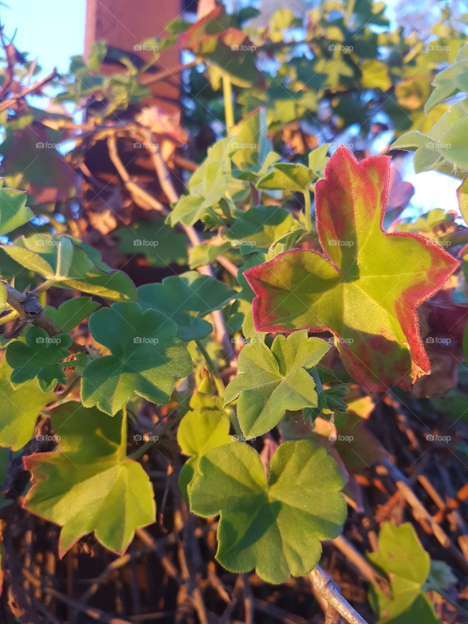 Colours of Leaves and Light