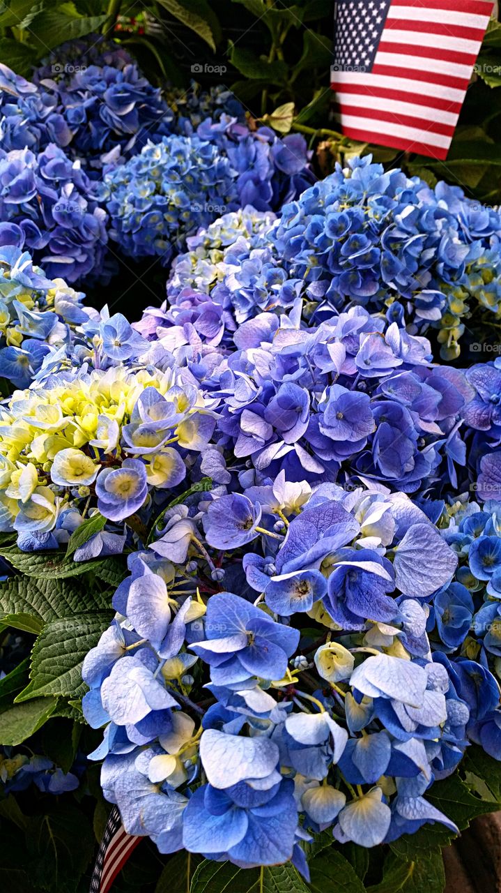 Hydrangeas